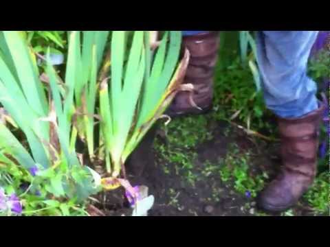 how to transplant bearded iris