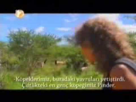 sivas kangalı