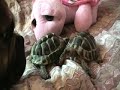 schillies van willemijn land schildpadden schillies van willemijn land schildpadden