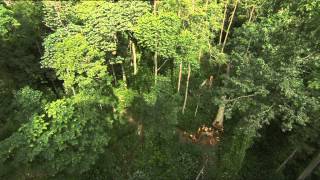 C’est pas sorcier – La forêt du Congo : sur la piste des bois tropicaux 