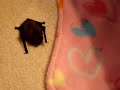 Tiny pipistrelle bat found on the driveway Tiny pipistrelle bat found on the driveway