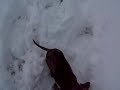 Nellie & Kohla Playing in the Snow Nellie & Kohla Playing in the Snow