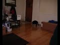 Kitty Cannon Fire