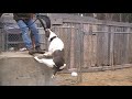 Hogan on the spring pole