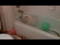 Fun in the Tub