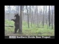 Dancing Bear