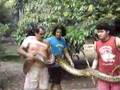 Anaconda
