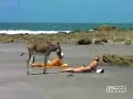 Ponerse burro