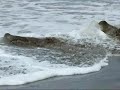 Irish Seal Sanctuary Release Strandhill County Sligo