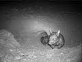 Southern hairy-nosed wombats at Bush Heritage Australia's Bon Bon Station (South Australia)