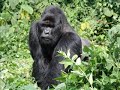 The Extreme Challenges Faced by the Congo Rangers The Extreme Challenges Faced by the Congo Rangers