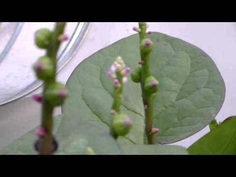 how to fertilize spinach