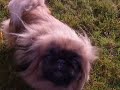 Dyzio, Liszka, Gryfik i Dandi-szalej? po ogrodzie:) Dyzio, Liszka, Gryfik i Dandi-szalej? po ogrodzie:)