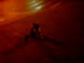 Large Dog, Small Cat, ep. 006