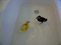 Badeendjes Badeendjes