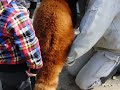 ワーキングレッサーパンダ　ロン！③