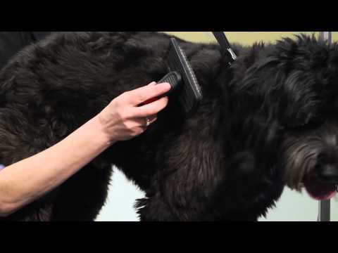 how to take care of a puppy ehow