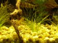 Aquario Plantado 200l Reactor CO2 