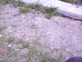 videos de blue pitbull puppies for sale