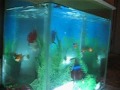 Click here to watch this video MVI_4686.avi =FISH-FLOAT