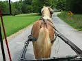 Halflinger Stallion Absolom training