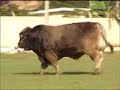 TOUROS LAGOA - Jumbo (Pardo Suíço)