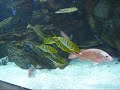 A day at the aquarium of the pacific