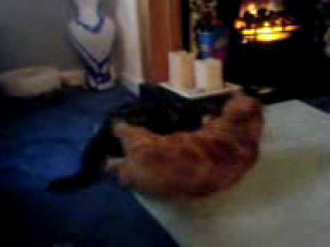 catfight haven
