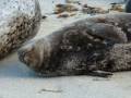 Harbor Seals at The La Jolla Childrens Pool - San Diego Free Attraction