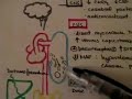 Barbiturates Barbiturates