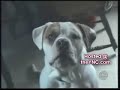 Talking Dogs
