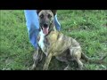 heinz-dutch-shepherd-for-adoption.html