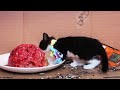 El gato que come cerebros humanos