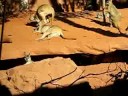 Kangaroos @ Wildlife World Kangaroos @ Wildlife World