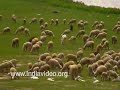 Scenic mountains of Kashmir. Also seen in the video are sheeps grazing in the valleys. Visit http://www.indiavideo.org for more videos. - Kashmir Mountains