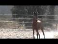 videos de Psymon VF 2007 Arabian