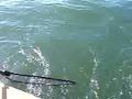 Sea Sprite Action