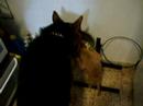 Dogs Friendship