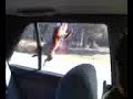 Hitchiking Squirrel Hitchiking Squirrel