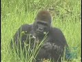 Wildlife Conservation Society Finds Mother Lode of Gorillas