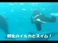 やってみよう！スキューバダイビング