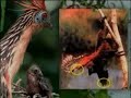 Evrimin Sahte Delilleri serimizin birincisinde, bazı evrimcilerin 100 yılı aşkın bir süredir insanları yanıltmak için ortaya attıkları sahte ve düzmece delillerden, aldatmacalardan bir bölümünü izleyeceksiniz. ... evrim evrimci darwin darwinizm atheizm atheist Allah harun yahya adnan oktar piltdown haeckel nebraska archaopteryx din 