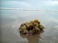 mui ne - pribbe 081201
