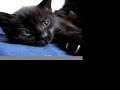 The Kitten Harbinger