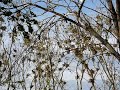 Wildlife and Nature in Toronto: Birds kingdom....