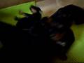Airedale Terrier video