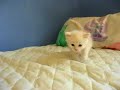 Cliquez pour voir la vid�o