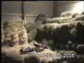 Hay Diving