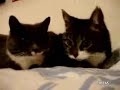 Talking Cats Talking Cats