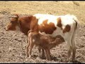 si no es ella es la cerveza